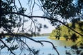 View of the summer lake through pine branches